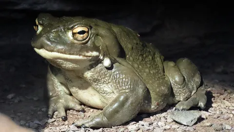 งดเลียคางคก