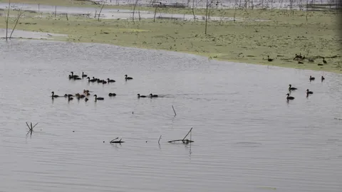 พบฝูงใหญ่ นกเป็ดน้ำหนีหนาวที่อ่างทอง ชาวบ้านวอนอย่ายิงเอาไปกิน  