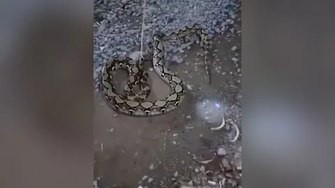 งูเหลือมสิ้นท่า บุกกินไก่ ถูกฝูงมดรุมกัด สุดท้ายนอนแน่นิ่งให้กู้ภัยจับ