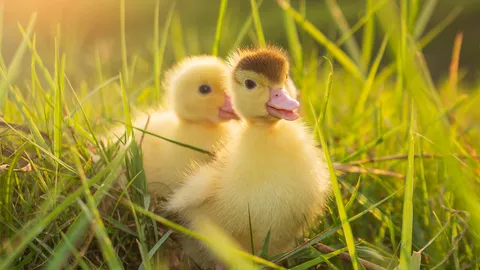 เปิดความหมาย 'ฝันเห็นเป็ด' และเลขเด็ดคืออะไร