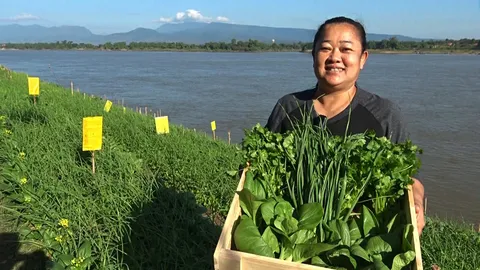 บึงกาฬหนาวแล้ว ชวนเช็กอินแปลงผักขั้นบันไดริมโขง ชี้ผักโตเร็วขายได้ราคาดี