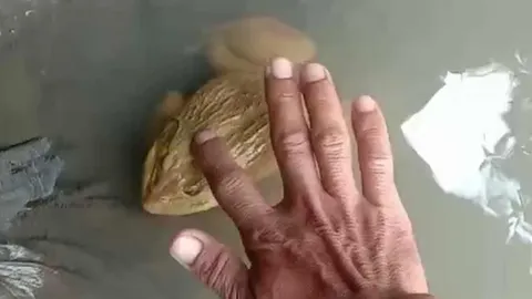 กบสีทองแสนเชื่องรอกินอาหารแมว ชอบให้ลูบหัวเกาคาง เชื่อมาให้โชค (คลิป)