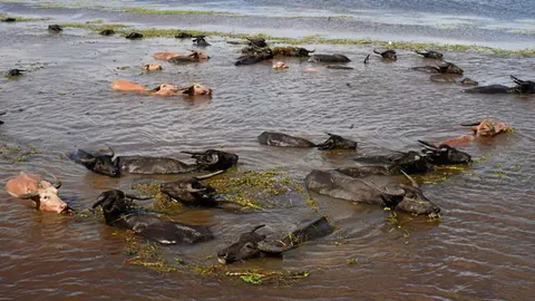 ขึ้นทะเบียนควายน้ำมรดกโลก