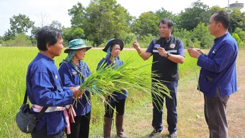 ศูนย์ข้าวชุมแพ หนุนเกษตรกรผลิตข้าวอินทรีย์สนองผู้บริโภคยุคใหม่