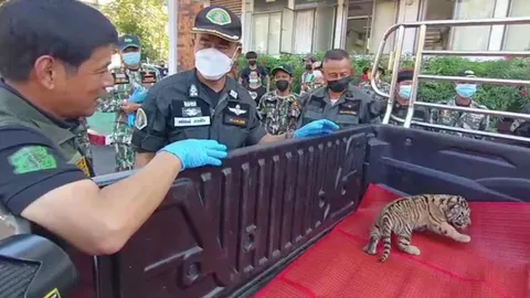 จับผัวเมีย ขนลูกเสือโคร่ง 4 ตัว ราคา 2 ล้าน อ้างนำไปเลี้ยงเอง