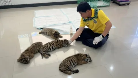 4 เสือน้อยของกลางแก๊งค้าสัตว์ฯ ได้ชื่อใหม่ มุกดา-สะหวัน-ข้ามโขง-ข้ามแดน