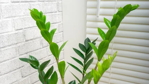 พบต้นไม้ 8 ชนิด มีประสิทธิภาพช่วยบำบัดฝุ่น PM 2.5 ฟอกอากาศให้บริสุทธิ์