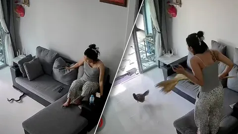 สาวกรี๊ดสนั่น งูเลื้อยเข้าบ้าน ยังไม่หายตกใจ ไก่วิ่งเข้ามาอีกตัว (คลิป)