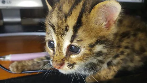 ชื่นชมพลเมืองดี พา "น้องแมวดาว" พลัดหลง ส่งเจ้าหน้าที่อุทยานแห่งชาติน้ำหนาว