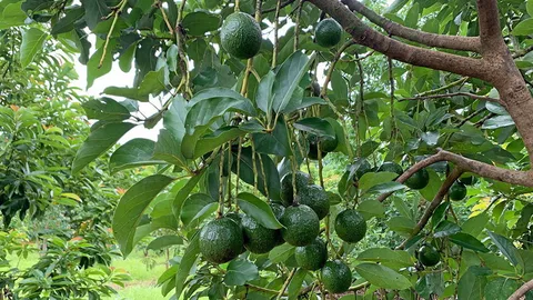 เทคโนโลยีกรมวิชาการเกษตร เพิ่มผลผลิตอะโวคาโดเท่าตัว