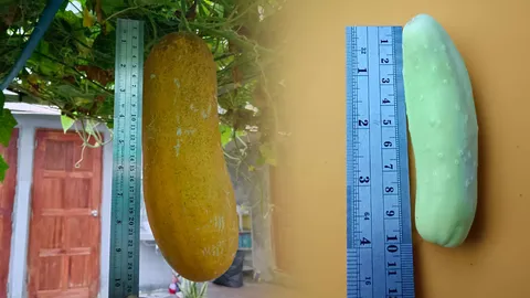 เป็นไปได้หรือ แตงกวาพันธุ์เล็ก กลายเป็นแตงกวายักษ์ บิ๊กเบิ้ม หนักเกือบ 2 โล