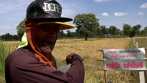 พี่ผัวปวดใจ ปลูกข้าวไม่ได้เกี่ยว น้องสะใภ้อ้างเป็นเจ้าของที่นา 