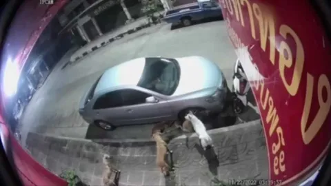 ลุงเมืองชลเครียด จอดรถที่ตลาดสัตหีบ เจอฝูงหมาจรจัดเจ้าถิ่นรุมแทะรถรอบคัน