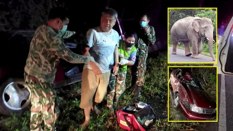 ชนช้างป่า 