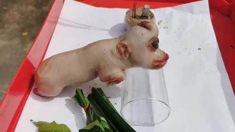 แห่ดูลูกหมูประหลาด มีงวงคล้ายช้าง ดวงตาติดกัน คอหวยเชื่อมาให้โชค