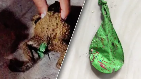 สาวเจอลูกโป่งติดก้นคางคก สงสารกลัวตาย ช่วยดึงออกจนรอด (คลิป)