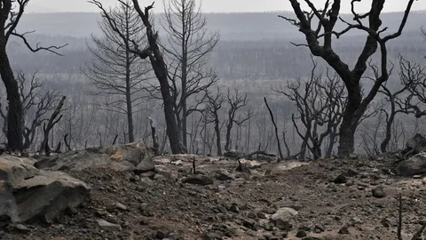 แอลจีเรียตัดสินประหาร 49 คน คดีตั้งศาลเตี้ยฆ่าโหดหนุ่มจิตอาสา
