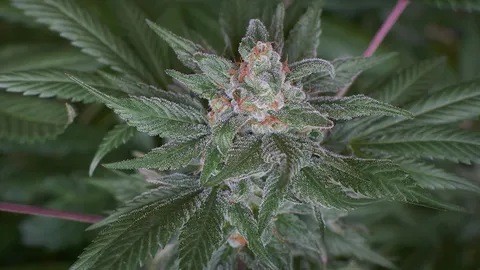 ย้ำประกาศสาธารณสุขคุมช่อดอกกัญชา