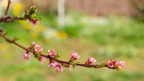 คำสาบานในสวนท้อ