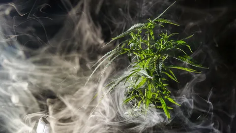 โรงสูบฝิ่นกับโรงพี้กัญชา