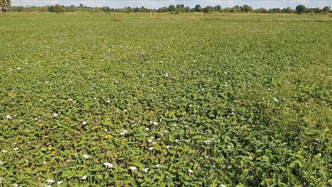 น้ำท่วมนาข้าวโคราชเป็นทุ่งผักบุ้ง ชาวนาน้ำตาร่วงวอนรัฐช่วยเว้นหนี้ ธ.ก.ส.