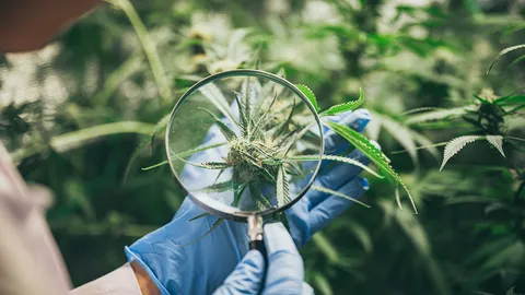 คุมช่อดอกกัญชาอุดช่องโหว่กฎหมาย