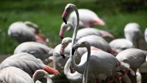 ปิดถาวรต้นปีหน้า สิงคโปร์เตรียมย้ายนกกว่า 3,000 ตัวออกจากสวนนกจูร่ง