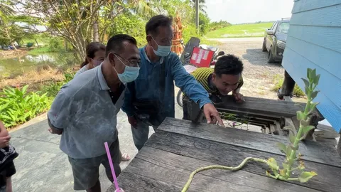 ส่องเลขเด็ด ต้นเศรษฐีพันล้าน คล้ายพญานาค เคยให้โชครางวัลที่ 1 เจ้าของบ้าน