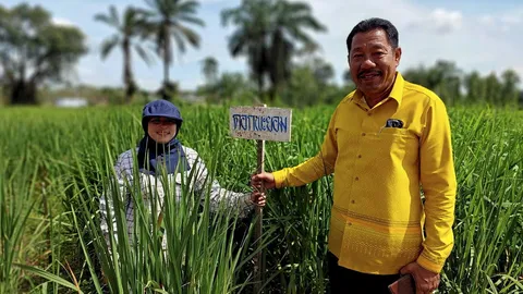 ฟื้นฟูข้าวไร่ถวายในหลวง ร.9 อนุรักษ์พันธุ์เพื่อชนรุ่นหลัง