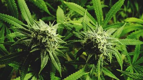 ไฟเขียวชง ครม. ผุดมาตรการห้ามเด็กใช้กัญชา