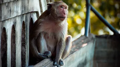 ครูร้องเรียน ฝูงลิงบนเขาน้อย ไต่สายไฟเข้ามาหาอาหารในโรงเรียน ทำให้สายไฟชำรุดบ่อย