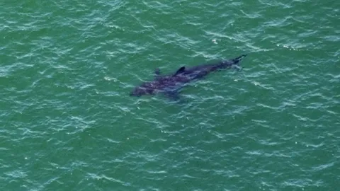 สุดห่วง ภรรยาสูญหาย โดนฉลามจู่โจมที่ฮาวาย กู้ภัยเจอชิ้นส่วนชุดว่ายน้ำ