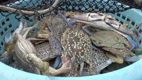 วิถีประมงพื้นบ้านบ่ออิฐ เสี่ยงดวงฝ่าคลื่นลมจับปูม้า ขายได้ถึงเป็นหมื่น