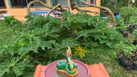 มะละกอแปลก หักกลางลำ แตกลำต้นใหม่เพียบ เจ้าของแย้ม ได้ "เลขเด็ด" ถูกหวยบ่อย