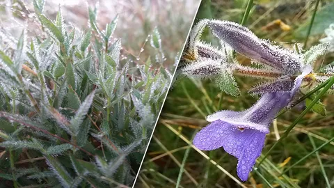 ภูเรือเหลือ 9 องศาฯ ภูกระดึงเกิดแม่คะนิ้ง นักเรียนฝ่าลมหนาวไปโรงเรียน