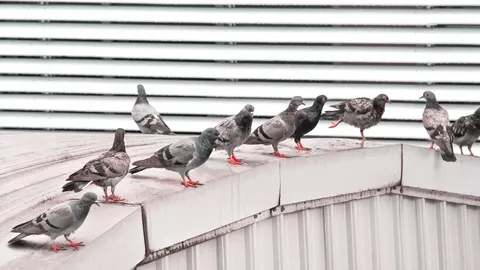 อันตรายมาก หมอแล็บเตือน "ขี้นกพิราบ" มีเชื้อรา อาจทำให้ปอด-สมองติดเชื้อได้