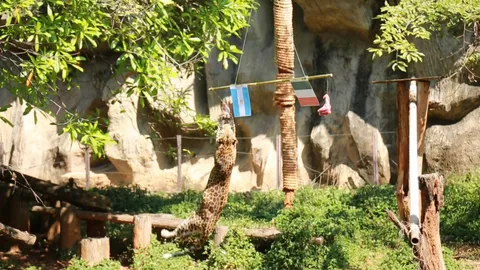 "อาร์เจนตินา" ชนะ "ฝรั่งเศส" เสือดาวสวนสัตว์โคราช ทายผลบอลโลกนัดชิง (คลิป)