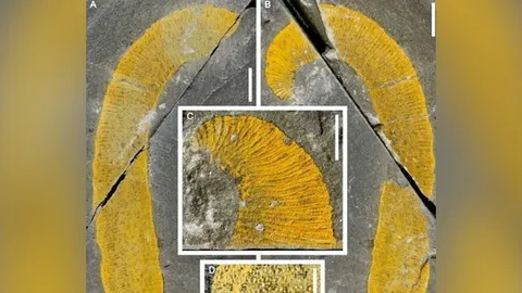 ซากหนอนทะเลอายุ 455 ล้านปี พบในโมร็อกโก