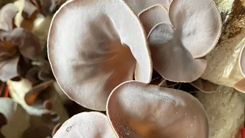 กลุ่มเพาะเห็ดบ้านเชิงสะพาน วิสาหกิจชุมชนเพื่อคนในท้องถิ่น