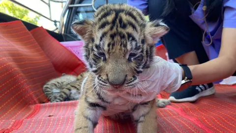 "ข้ามแดน" ลูกเสือโคร่งยึดจากแก๊งค้าสัตว์ข้ามชาติ-ตายแล้ว ปอดอักเสบ 