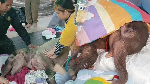 เปิดใจหมอช่วยชีวิต “ธันวา” ลูกช้างป่าพลัดหลง สู้จนลมหายใจสุดท้าย 