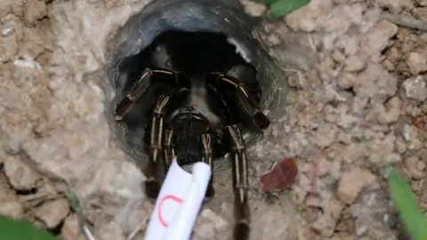 คอหวยแห่มุง "เลขเด็ด" เสี่ยงทายพญาบึ้ง ลุ้นโชคท้ายปี งวด 30/12/65