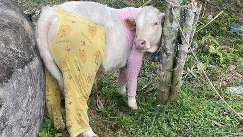 ใครๆ ก็สวยได้ ภาพไวรัล "น้องวัว" แปลงโฉมท้าลมหนาว จนกลายเป็นผู้นำแฟชั่นแห่งสวนยาง