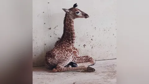 เศร้า "น้องวันใหม่" ลูกยีราฟสวนสัตว์บึงฉวาก ลืมตาดูโลกได้ 3 วันจากไปแล้ว