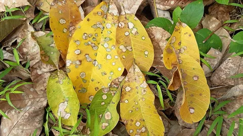 ระดมสมองแก้ปัญหาโรคใบร่วง หวั่นระบาดจากยางเข้าสู่ทุเรียน