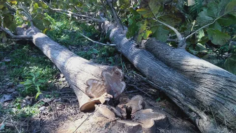 บุกยึดไม้สักทอง ขนาด 3 คนโอบ 11 ต้น อายุเกือบ 100 ปี มูลค่านับล้านบาท