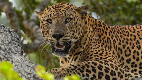 แตกตื่น เสือดาวหลุดเข้าชุมชนอินเดีย ชาวบ้านถูกทำร้ายเจ็บ 15 ราย (คลิป)