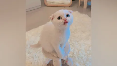 เจ้าของร่ำไห้ "บักโส" ดาว TikTok กลับสู่ดาวแมว หลังน้องถูกหมากัด 