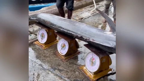 ครูฟิสิกส์เฉลยคลิปไวรัล ตาชั่ง 3 เครื่องหาน้ำหนักปลาตัวเดียว ทำได้จริงไหม