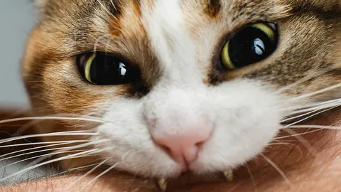 แมวกัดจมเขี้ยว ชะล่าใจแผลเล็กเท่ารอยข่วน แบคทีเรียทำอาการทรุดหนัก      